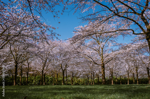 Kersenbloesempark translation flower park There are 400 cherry trees in the Amsterdamse Bos, In the spring you can enjoy the beautiful cherry blossom or Sakura. photo