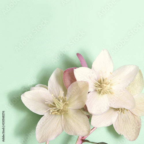 Hellebore flowers  Christmas rose  isolated on bright background  easter background
