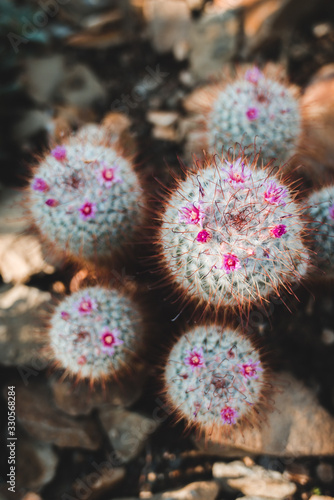 Mexican Cactus Species: Silken Pincushion (Mammillaria bombycina Quehl) from eastern Jalisco, Mexico photo
