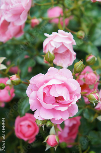 Shrub of rose floribunda inner wheel forever pink flowers vertical