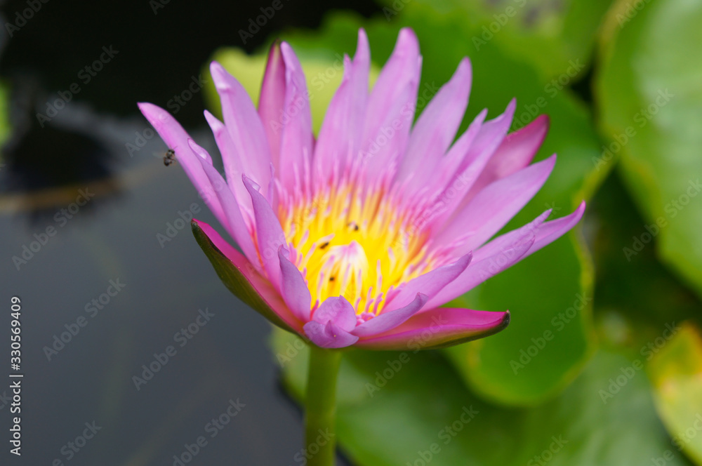 Nymphaea nouchali blue star lotus purple flower Nymphaea nouchali blue star lotus purple flower