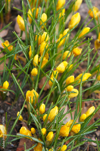 Yellow crocus flowers or crocus sativus with green grass  vertical