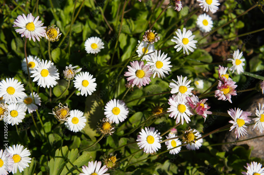 bellis perennis or common daisy white flowers in grass bellis perennis or common daisy white flowers in grass