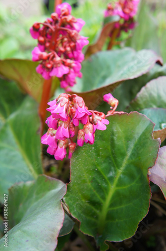 Fotografie Bergenia cordifolia or heartleaf bergenia rotblum plant vertical