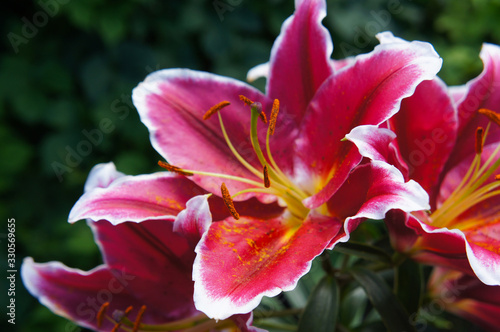 Lilium oriental paradero pink lily flowers shrub