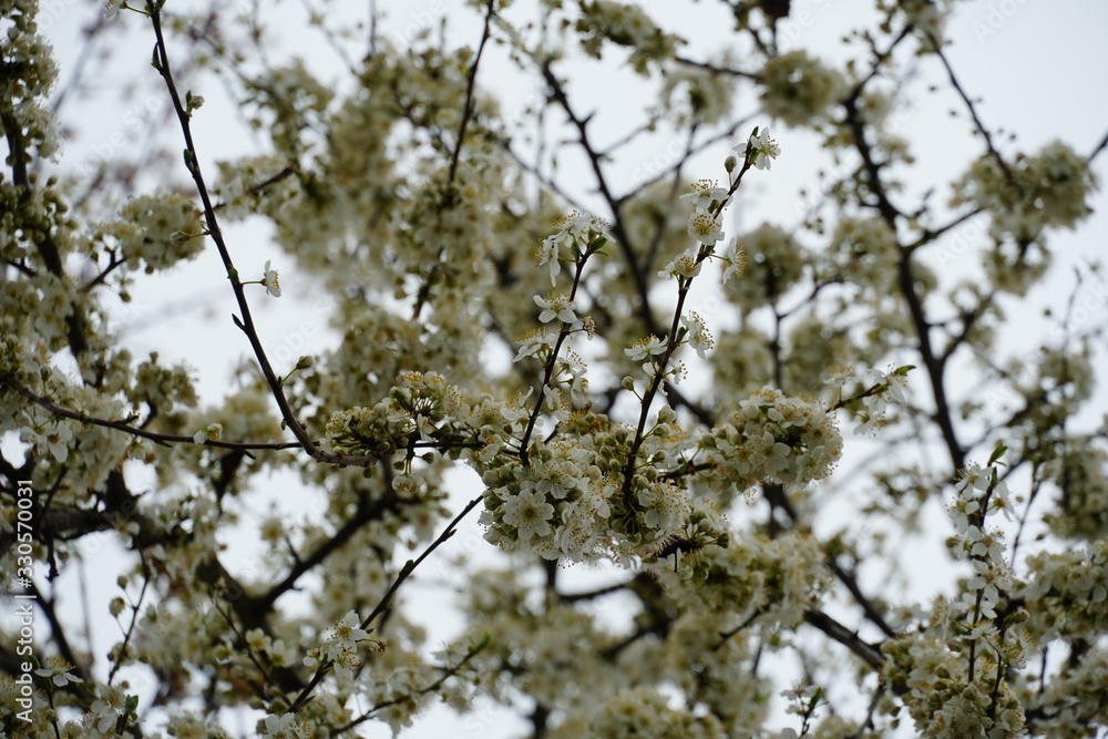 Wild plum in blossom the branches densely covered by small white flowers Wild plum in blossom the branches densely covered by small white flowers