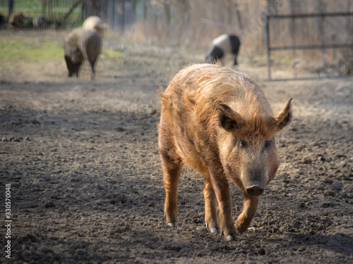 Wild boar in a pigsty