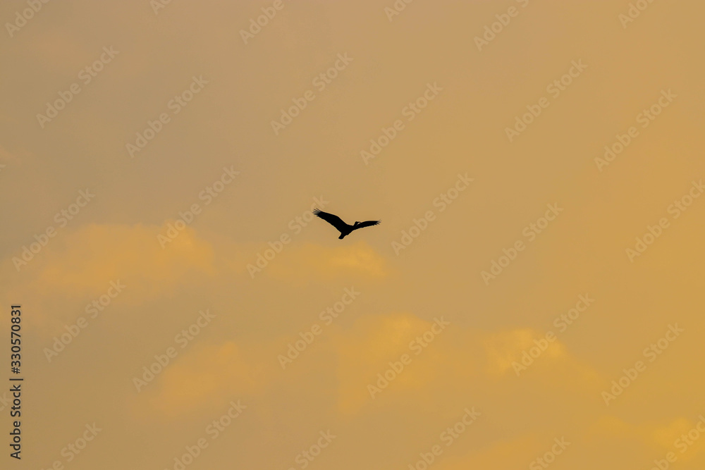 ibis birds flying in the dramatic sky ibis birds flying in the dramatic sky