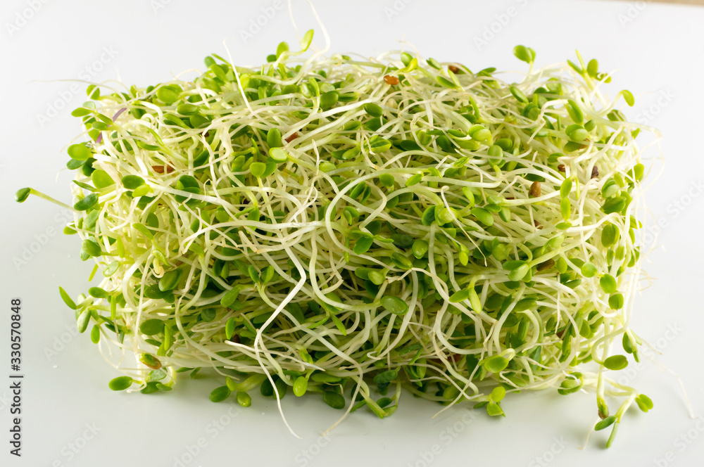 Red Clover Sprouts, Micro Green Healthy Eating Concept Red Clover Sprouts, Micro Green Healthy Eating Concept