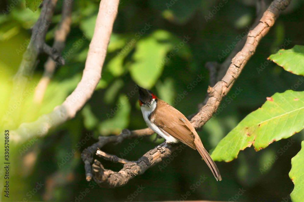 bulbul on a branch bulbul on a branch