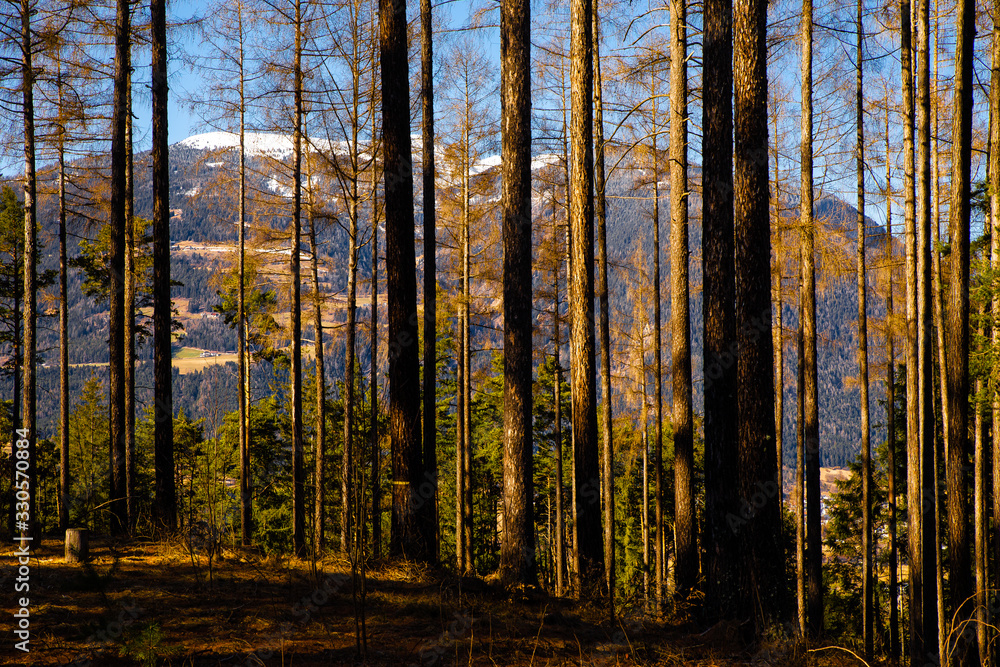 Sunlit forest trail lane, Italy nature.