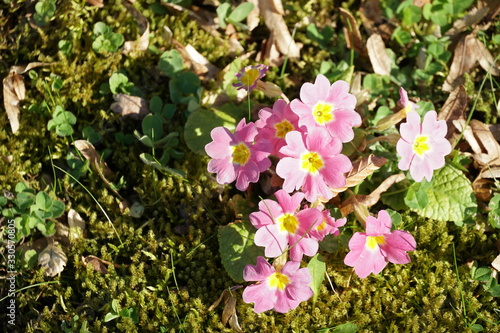 pink primrose in blossom growing in a cluster