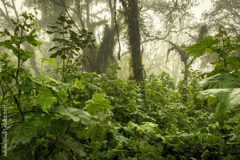 Moody jungle landscape with fog on Acatenango volcano in Guatemala