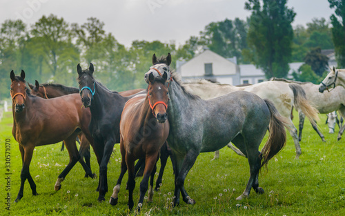 Konie na pastwisku © Piotr Szpakowski
