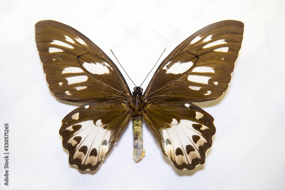 Fototapeta premium Beautiful bright butterfly Ornithoptera priamus brown with white spots isolated on a white background. The idea of the design concept with copy space to add text, Animals, insects.