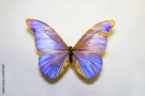Photography Beautiful large bright butterfly Morpho rhetenor turquoise-neon isolated on a white background