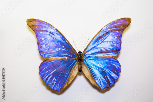 Beautiful large bright butterfly Morpho cacica turquoise-neon isolated on a white background. The idea of the design concept with copy space to add text, Animals, insects. © Victor1153