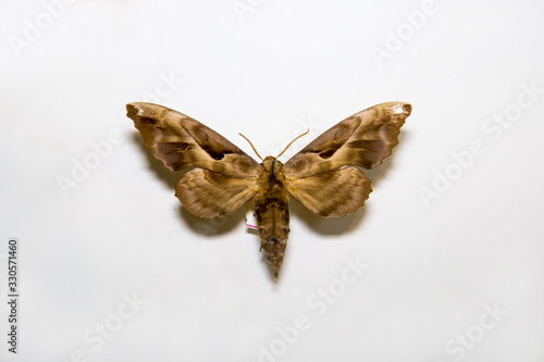 Beautiful bright butterfly Ornithoptera Croesus gray-black yellow with black isolated on a white background. The idea of the design concept with copy space to add text, Animals, insects. photo