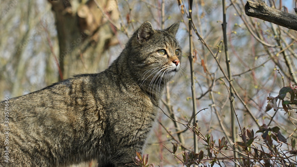 Männliche Wildkatze (Felis silvestris silvestris) Männliche Wildkatze (Felis silvestris silvestris)