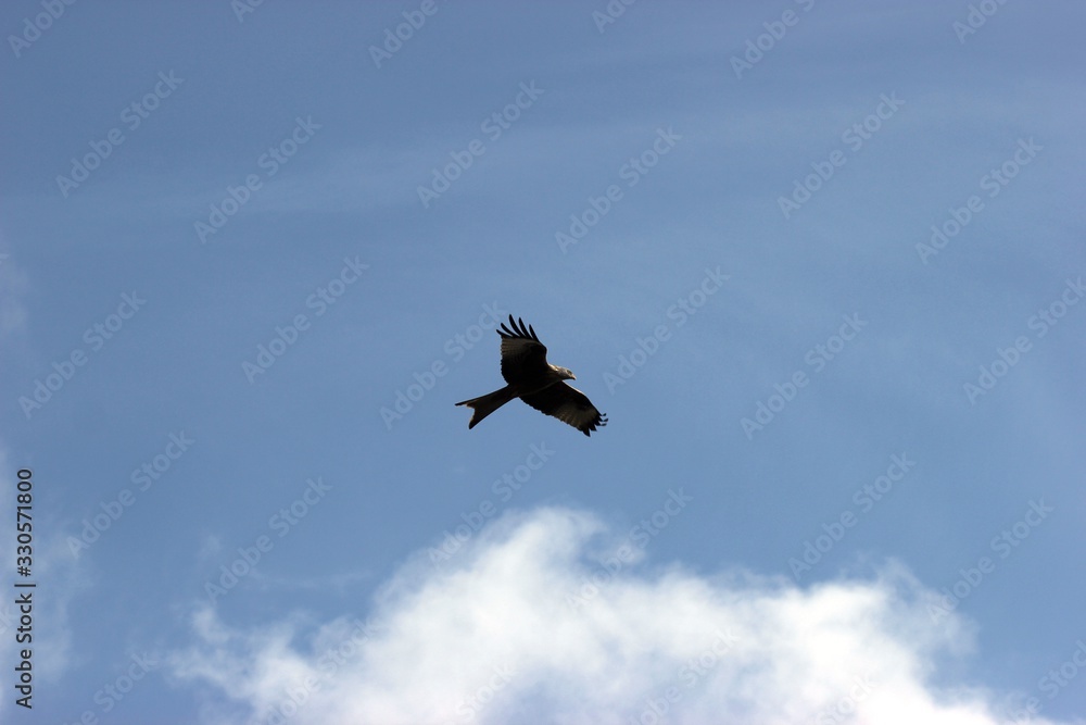 Fliegender Rotmilan (Milvus milvus) Fliegender Rotmilan (Milvus milvus)