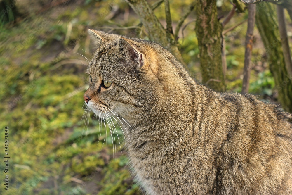 Männliche Wildkatze (Felis silvestris silvestris)