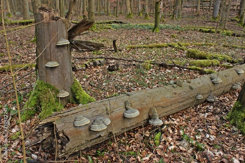 Obraz na plátně Umgestürzter Buchenstamm mit Zunderschwamm (Fomes fomentarius) im Nationalpark H