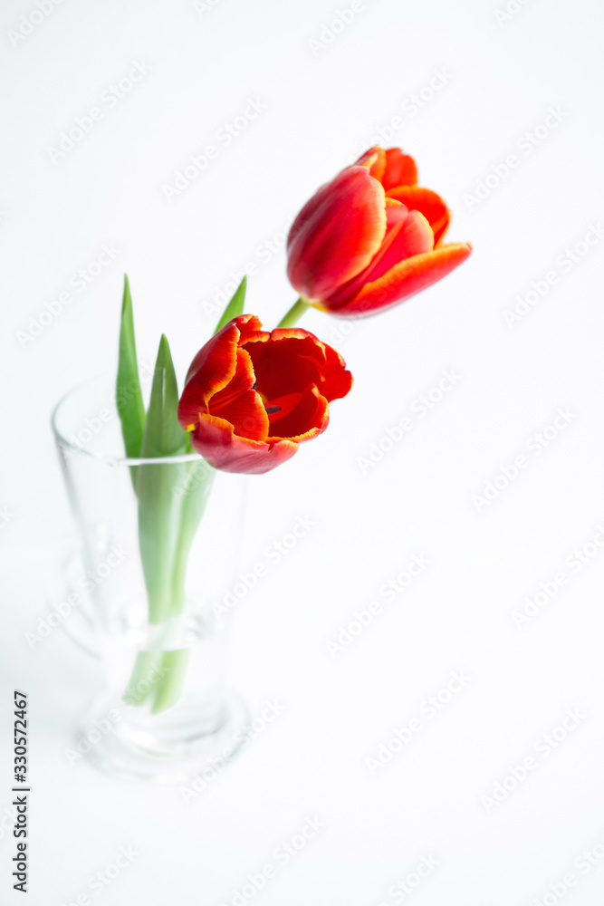 two fresh red tulip flowers on an isolated background a symbol of sorrow two fresh red tulip flowers on an isolated background a symbol of sorrow