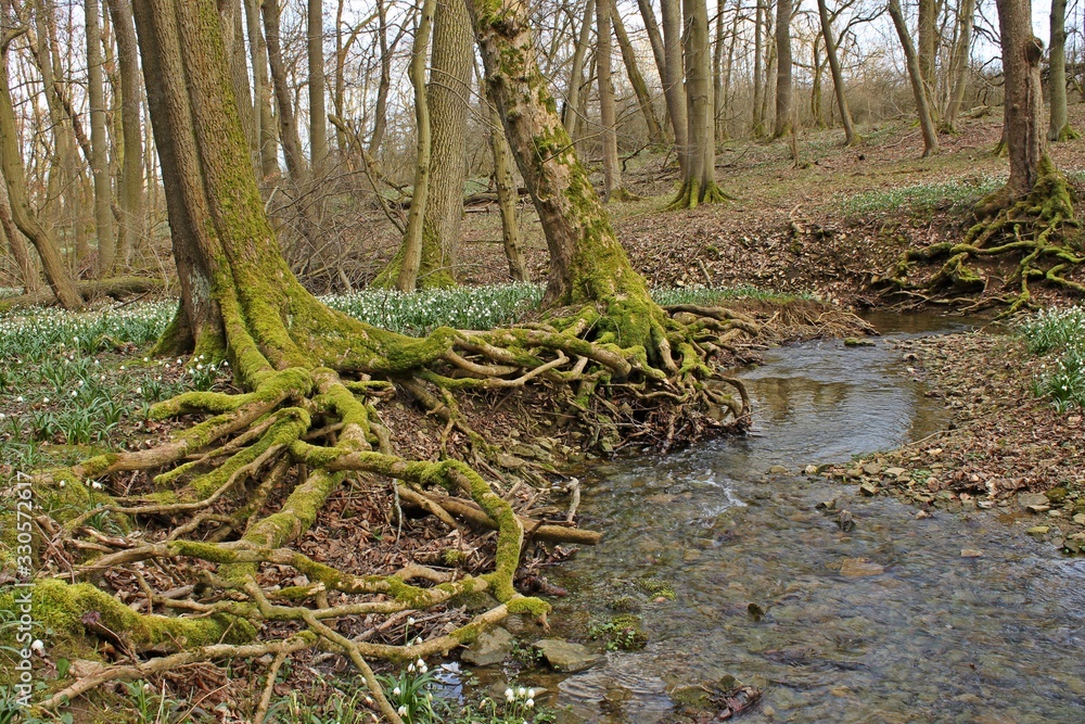 Blühende Märzenbecher (Leucojum vernum) im Nationalpark Hainich Blühende Märzenbecher (Leucojum vernum) im Nationalpark Hainich