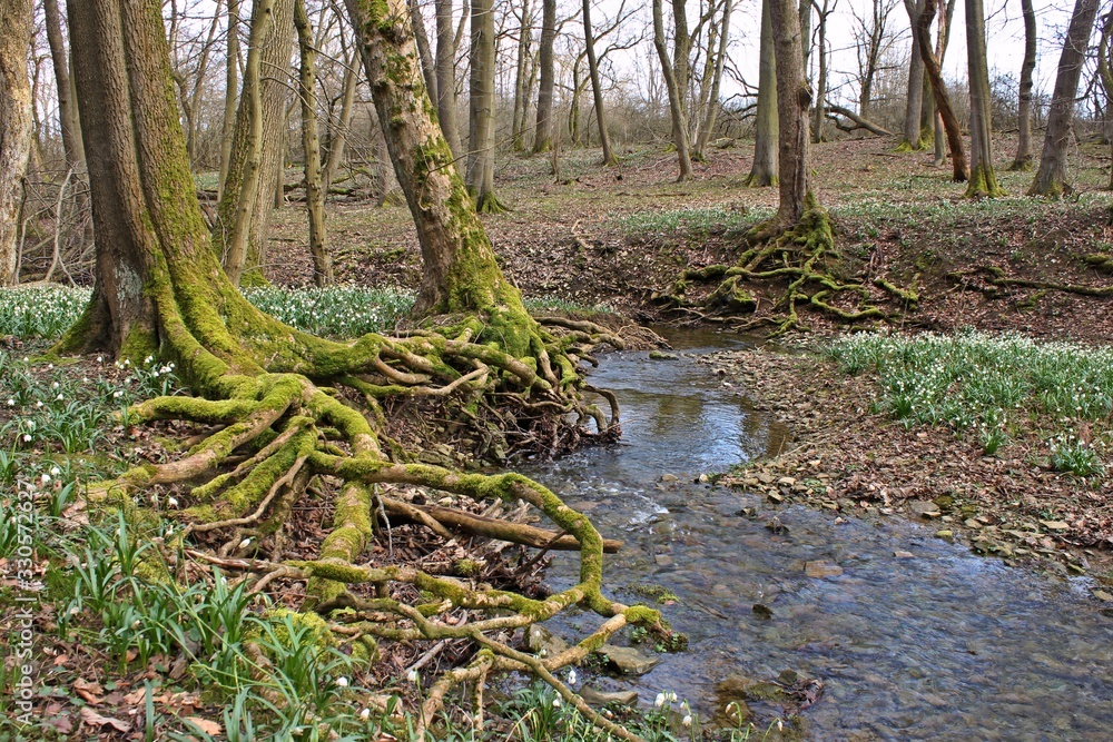 Blühende Märzenbecher (Leucojum vernum) im Nationalpark Hainich Blühende Märzenbecher (Leucojum vernum) im Nationalpark Hainich