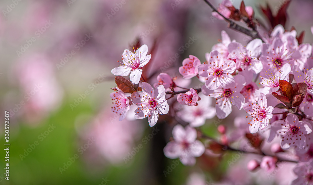 Spring season background with closeup pink cherry blossoms Spring season background with closeup pink cherry blossoms