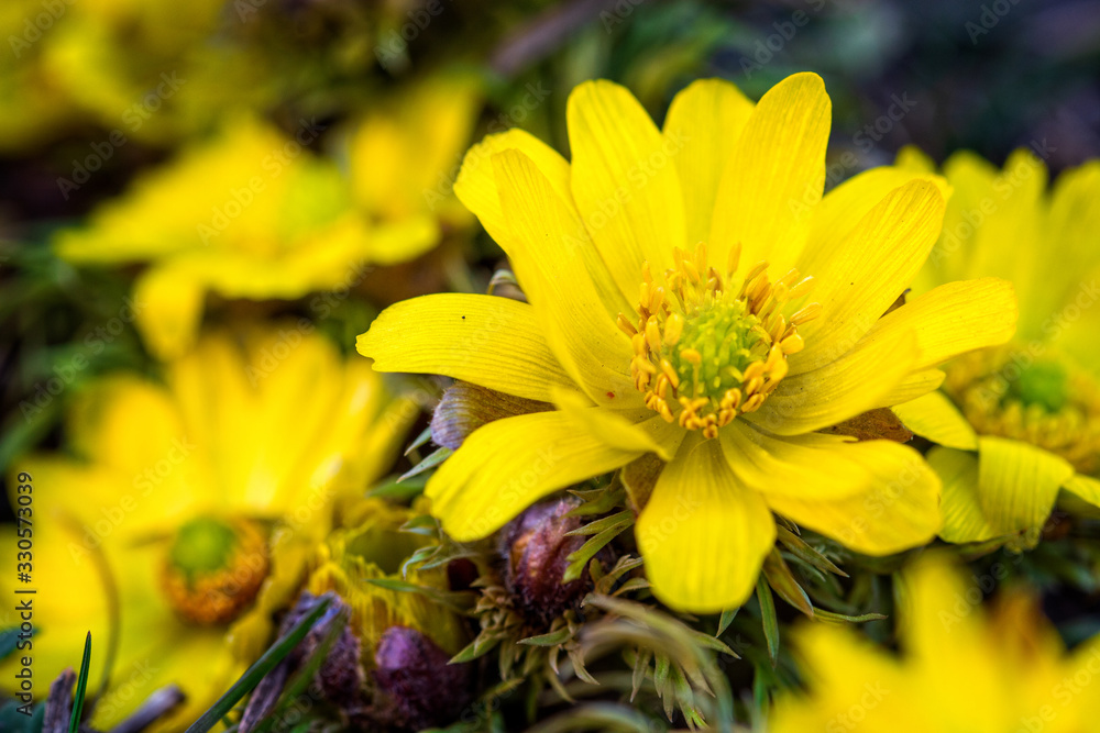 Beautiful pictures of spring flowers. The first spring flowers. Early flowers. Adonis Vernalis. Beautiful pictures of spring flowers. The first spring flowers. Early flowers. Adonis Vernalis.