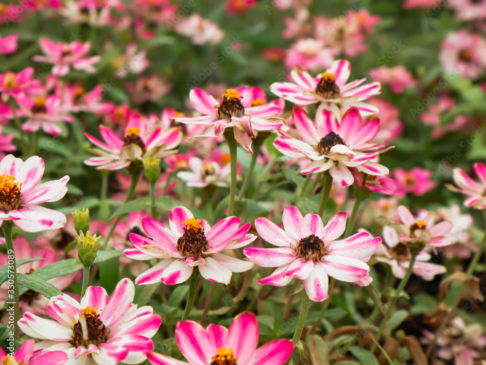 pink flower flower close up background. pink flower flower close up background.