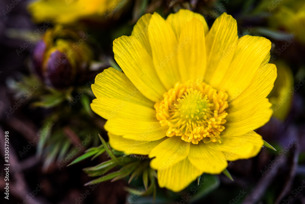 Beautiful pictures of spring flowers. The first spring flowers. Early flowers. Adonis Vernalis. Beautiful pictures of spring flowers. The first spring flowers. Early flowers. Adonis Vernalis.