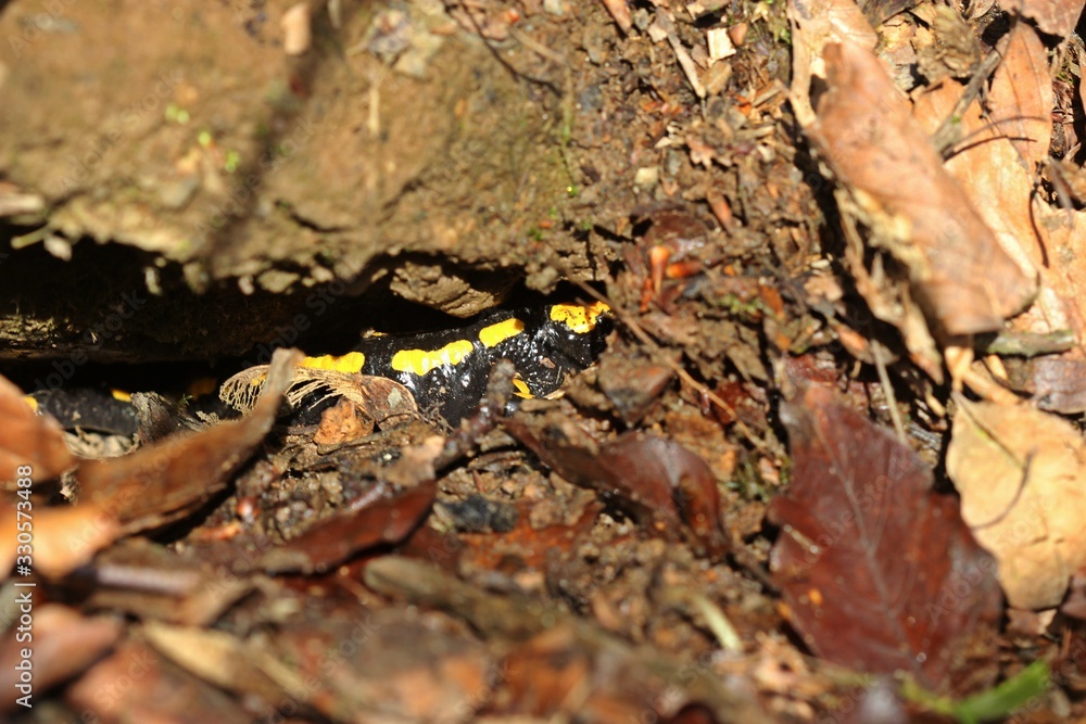Feuersalamander (Salamandra salamandra) im Versteck Feuersalamander (Salamandra salamandra) im Versteck