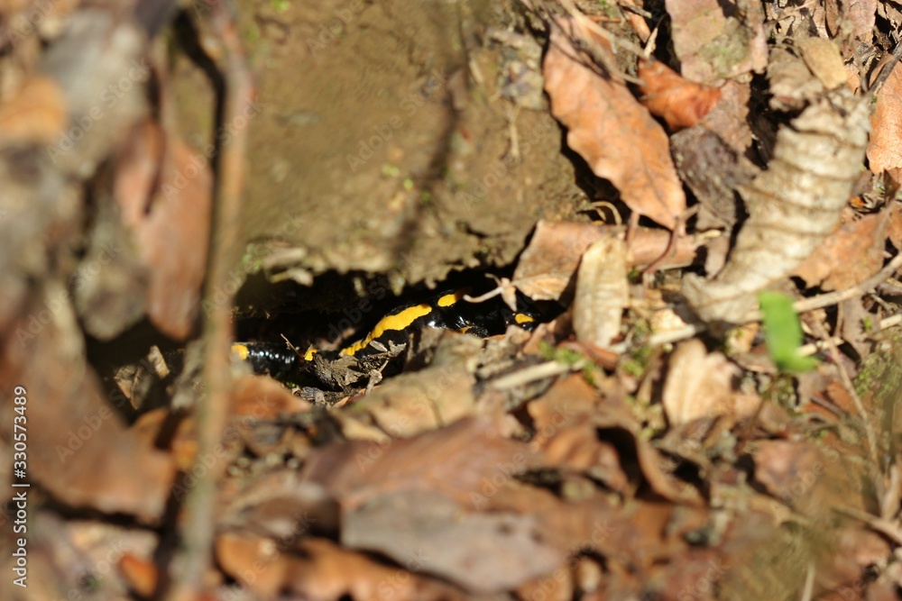 Feuersalamander (Salamandra salamandra) im Versteck Feuersalamander (Salamandra salamandra) im Versteck