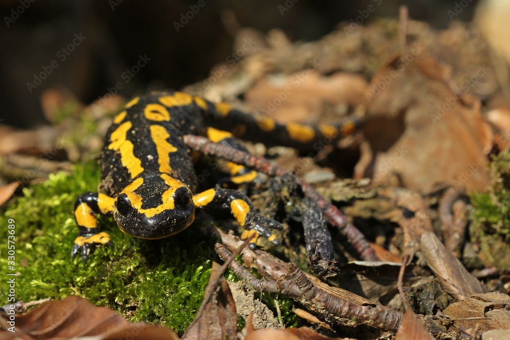 Feuersalamander (Salamandra salamandra) im Nationalpark Kellerwald Feuersalamander (Salamandra salamandra) im Nationalpark Kellerwald