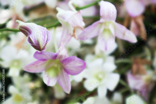 White flowers background.Soft dreamy image