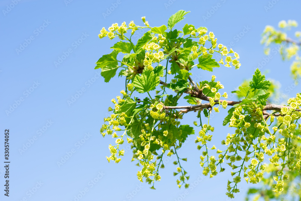 Young green branch of currant bush with flowers on springtime. Taking care of garden berry bushes at spring Young green branch of currant bush with flowers on springtime. Taking care of garden berry bushes at spring