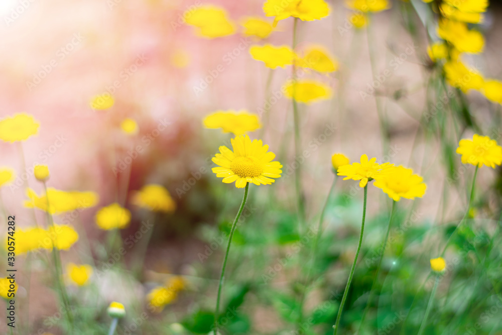 Fototapeta premium Bright yellow Chamomile flowers field with sunlight. Summer daisies on summer meadow. Beautiful scene of nature with blooming medical chamomile.