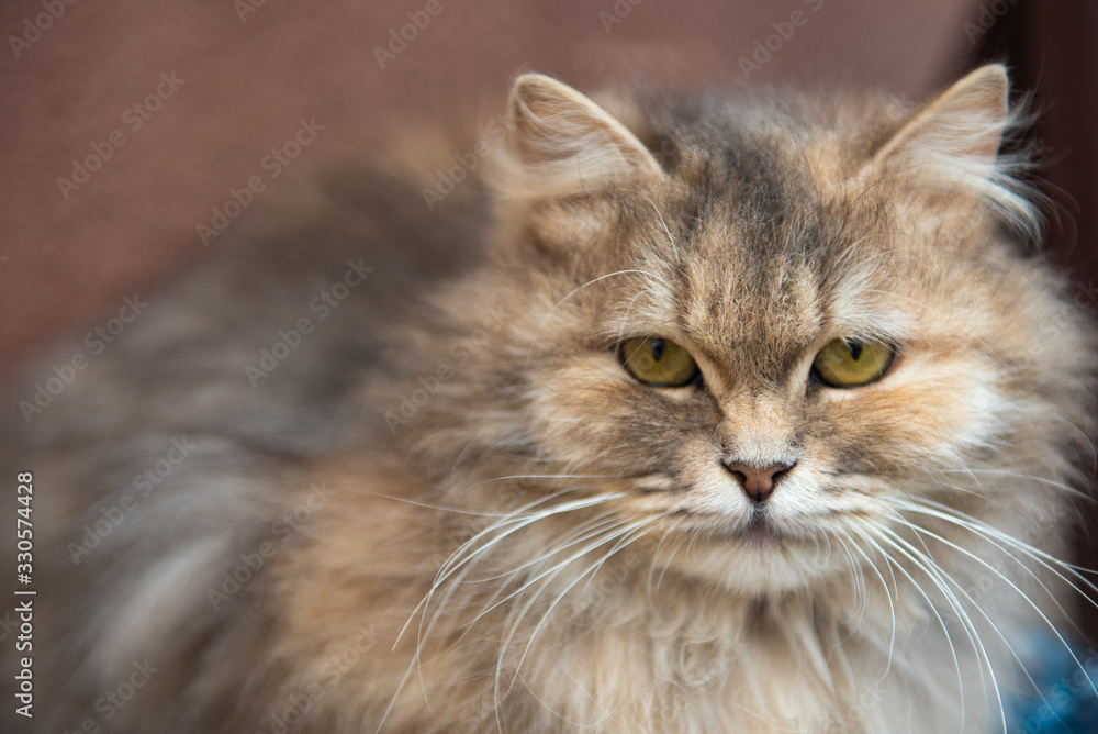 unusual portrait of a cat