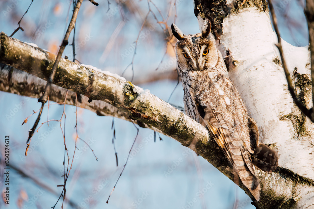 Beautiful Long-eared owl sitting in a tree. (asio otus) Beautiful Long-eared owl sitting in a tree. (asio otus)