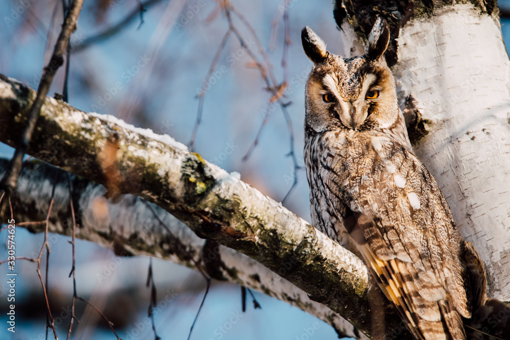 Beautiful Long-eared owl sitting in a tree. (asio otus) Beautiful Long-eared owl sitting in a tree. (asio otus)