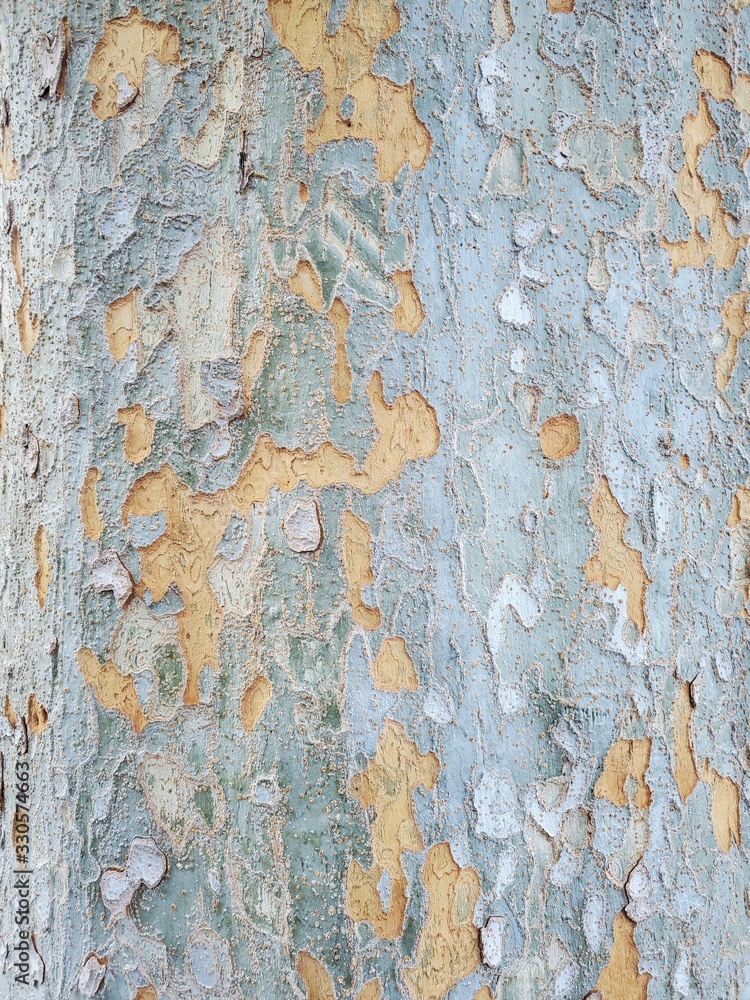 old wood texture of bark of tree old wood texture of bark of tree