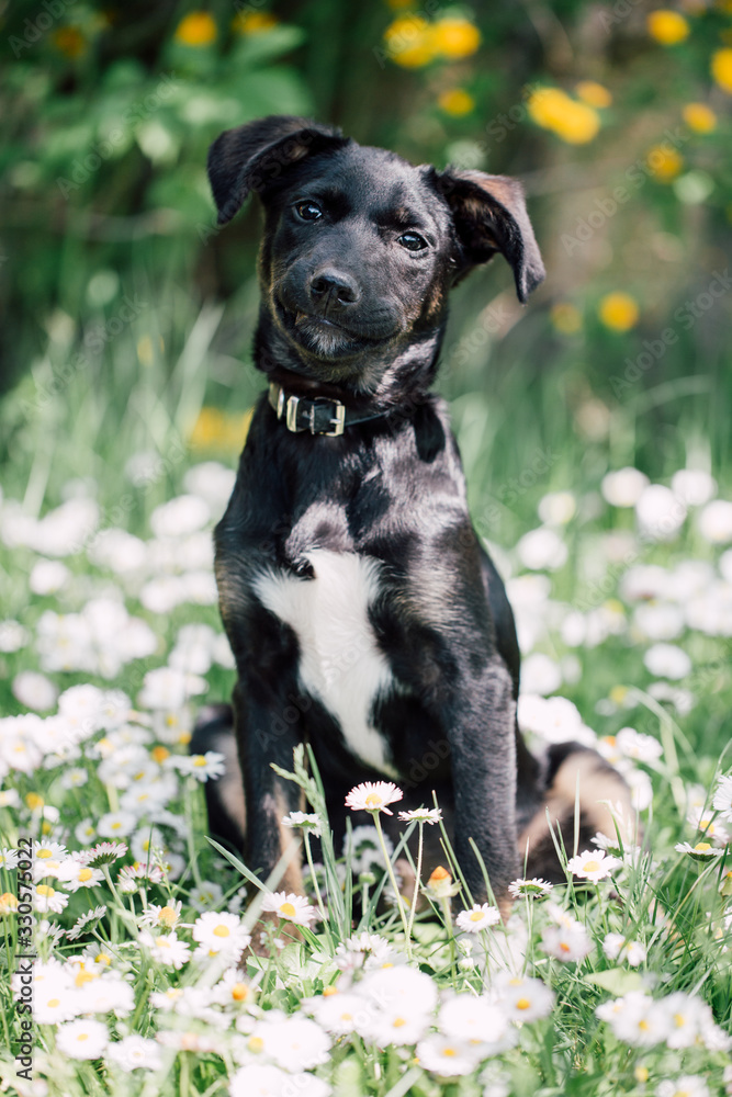 Cute black mix-breed dog relaxing on a meadow with flower.s Cute black mix-breed dog relaxing on a meadow with flower.s