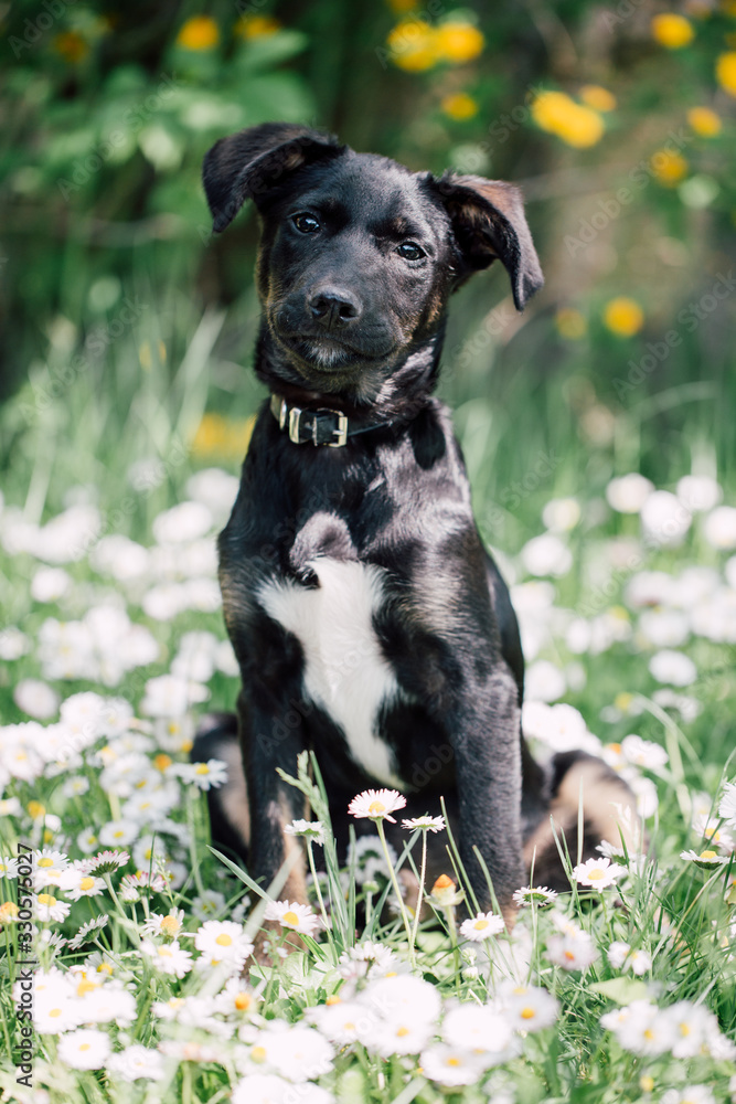 Cute black mix-breed dog relaxing on a meadow with flower.s 