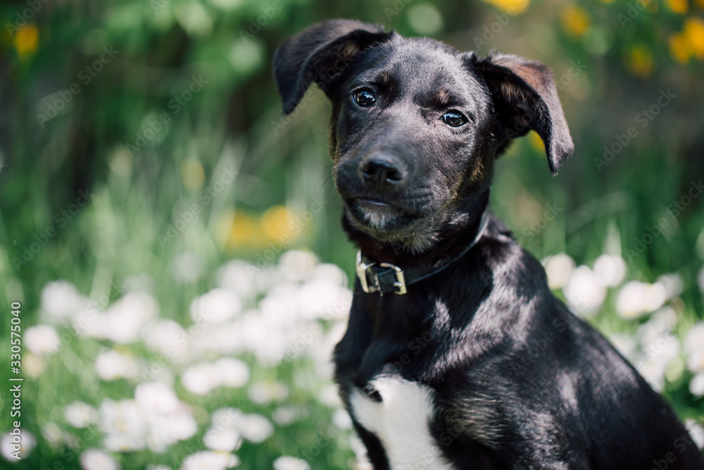 Cute black mix-breed dog relaxing on a meadow with flower.s 