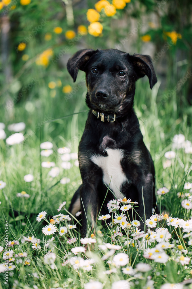 Cute black mix-breed dog relaxing on a meadow with flower.s Cute black mix-breed dog relaxing on a meadow with flower.s