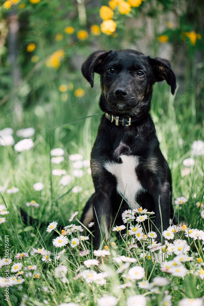 Cute black mix-breed dog relaxing on a meadow with flower.s Cute black mix-breed dog relaxing on a meadow with flower.s
