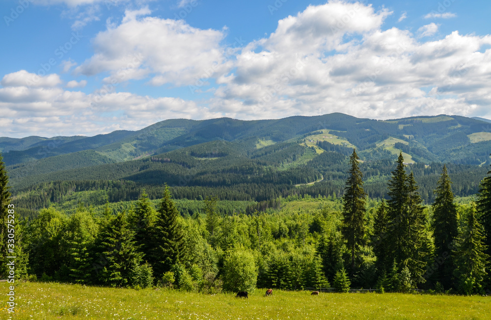 Green peaks of Carpathian Mountains in Ukraine. Spruces in evergreen coniferous forest. Lush, green meadows color the mountains with boulders and trees