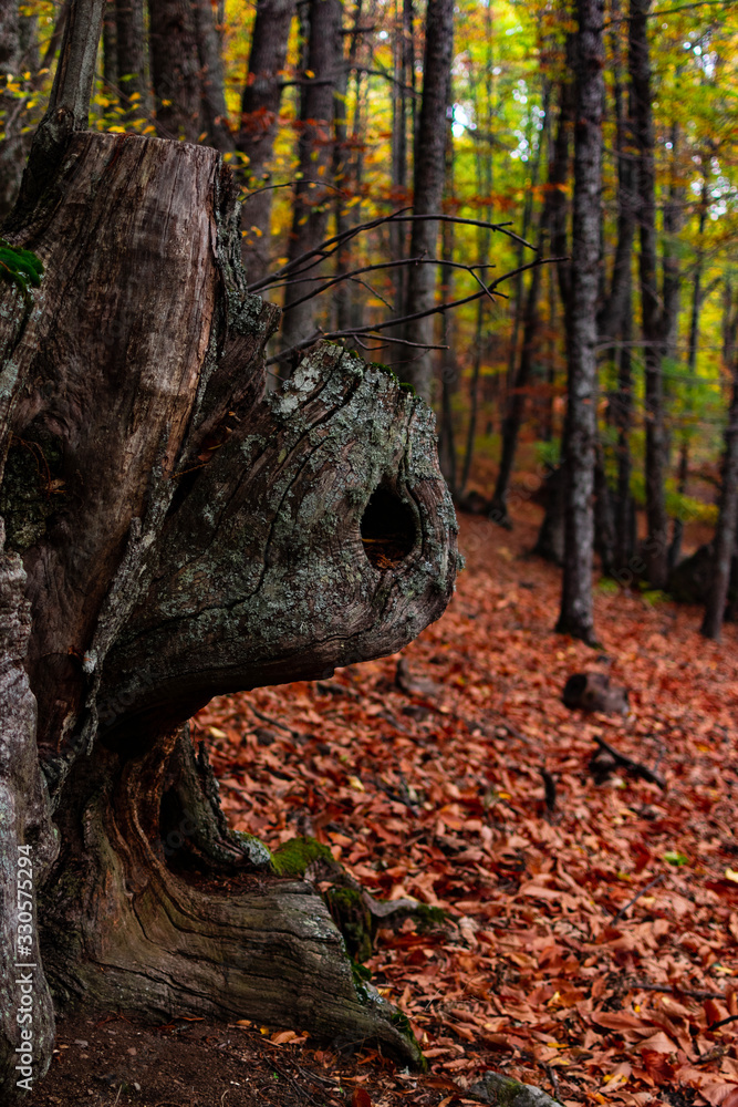 Obraz premium Autumn Beast